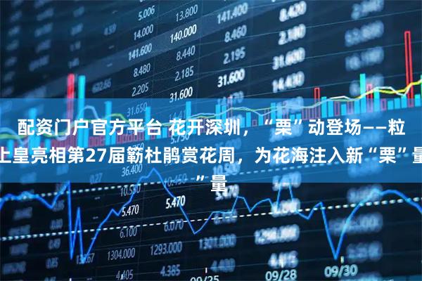 配资门户官方平台 花开深圳，“栗”动登场——粒上皇亮相第27届簕杜鹃赏花周，为花海注入新“栗”量