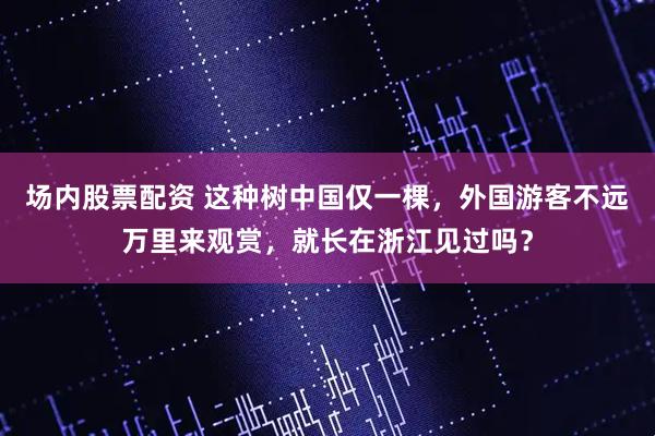场内股票配资 这种树中国仅一棵，外国游客不远万里来观赏，就长在浙江见过吗？